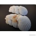 Set of 24 Large White Baking Scallop (3.5-4) Restaurant Quality Real Seashells Beach Wedding Coastal Crafts and Decor - Florida Shells and Gifts Inc. - B07D6VMJ4Z